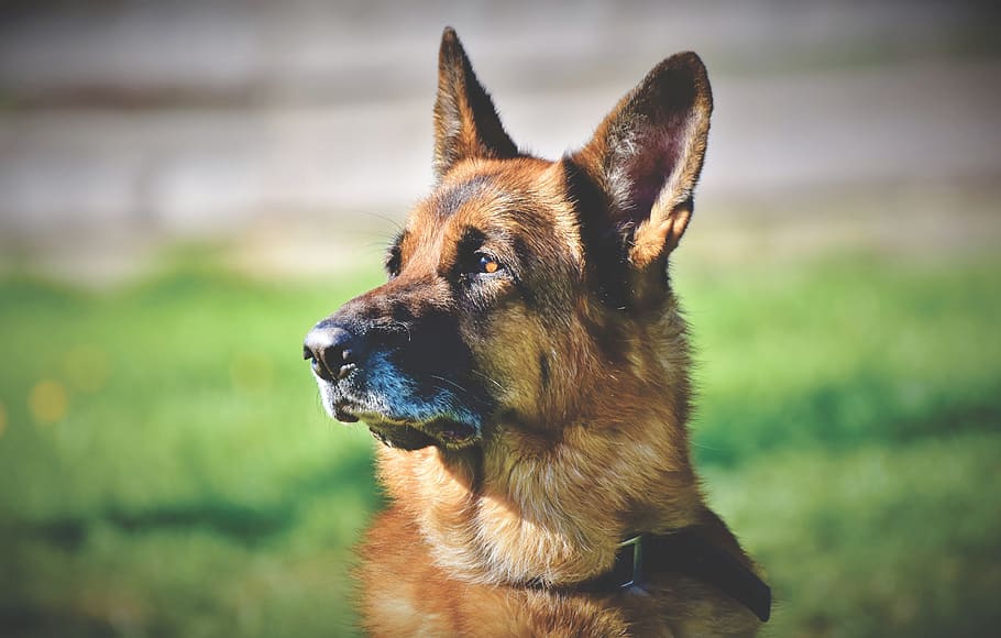 cão schäfer, pastor alemão, cão de pastor alemão antigo, cão, focinho, cabeça, sentar-se, cão de guarda, cabeça de cachorro, orelhas