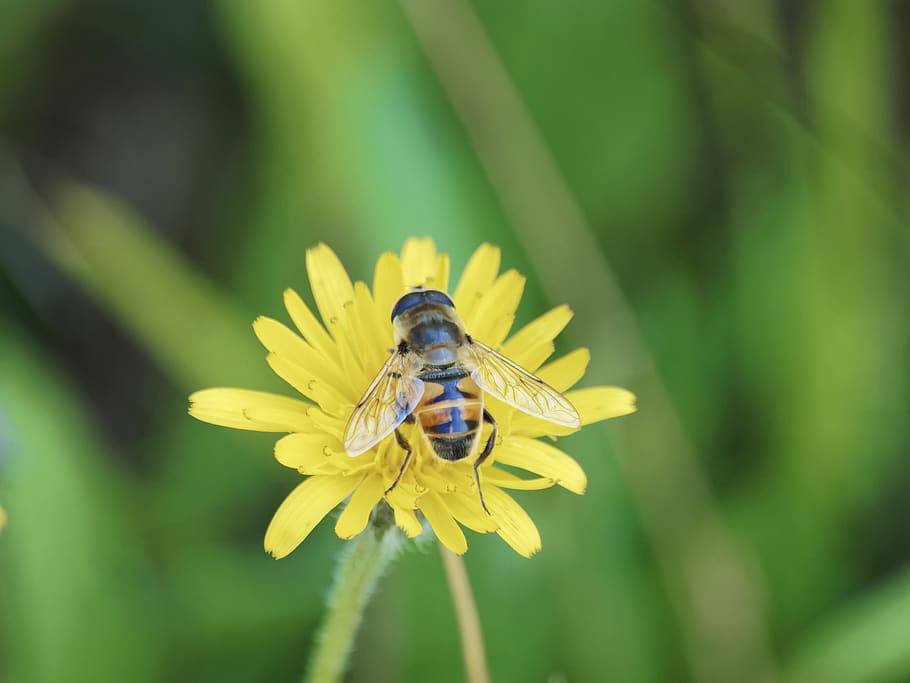 insect, eristale slimy, eristale tenacious, eristalis tenax, flies, insects, nature, eristalis, pollen, hoverfly