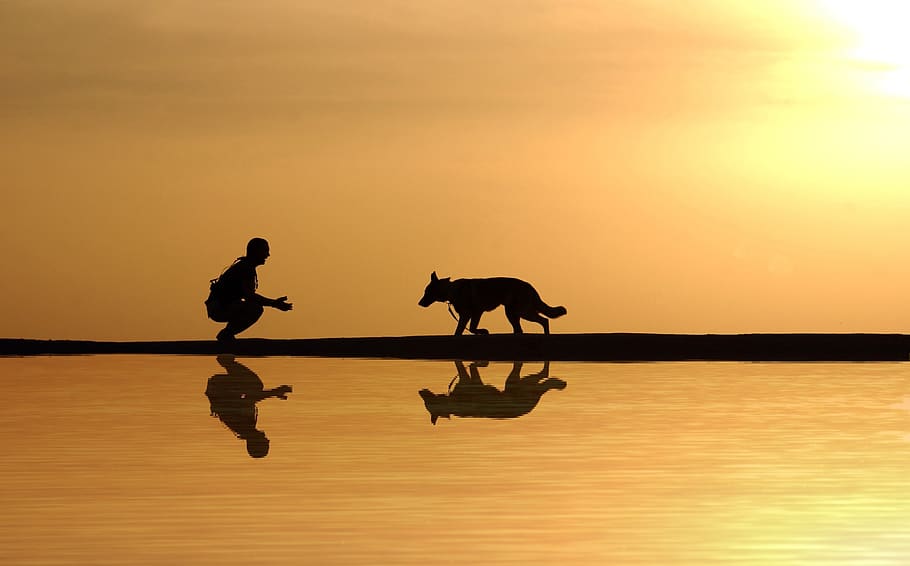 dog, man, water, reflection, silhouette, sunset, lake, river, shadow, pet