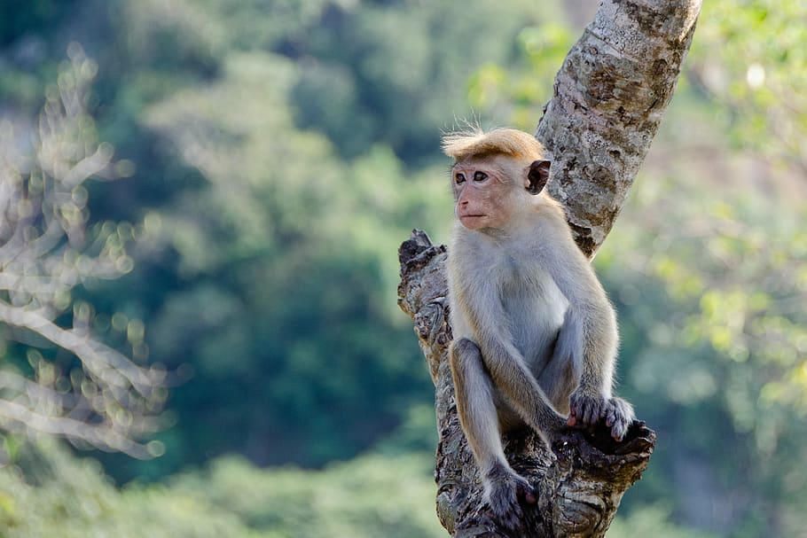Toque macaco, mono, animal, primate, Sri Lanka, mamífero, vida silvestre animal, animales en estado salvaje, árbol, un animal
