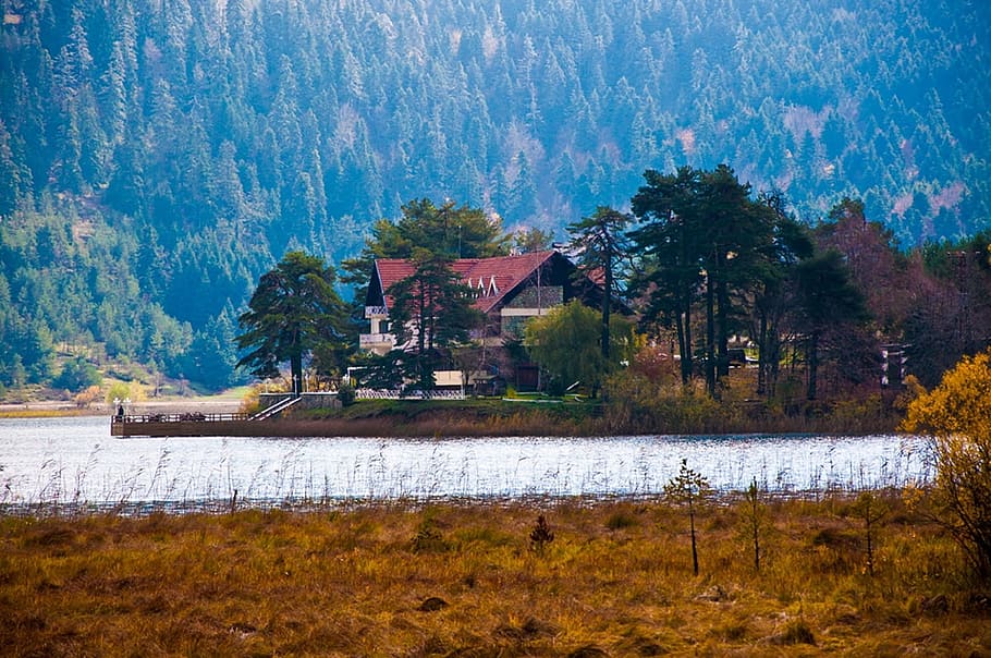 trees, forest, lake, water, house, fields, grass, nature, peaceful, secluded