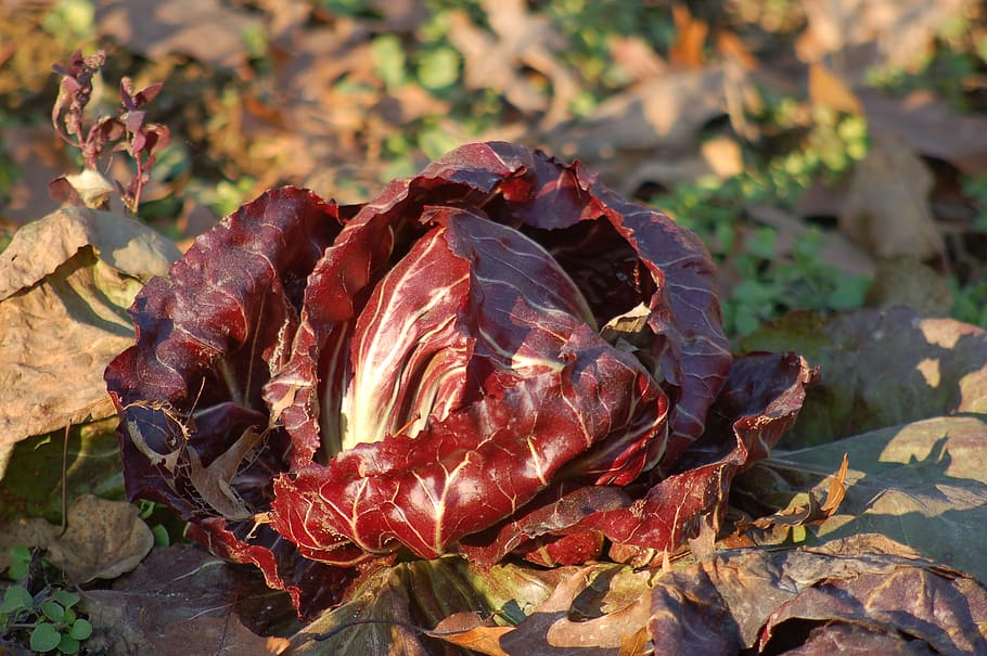 chicory, garden, winter, cascine orsine, vegetables, agriculture, earth, gardens, collected, horticulture