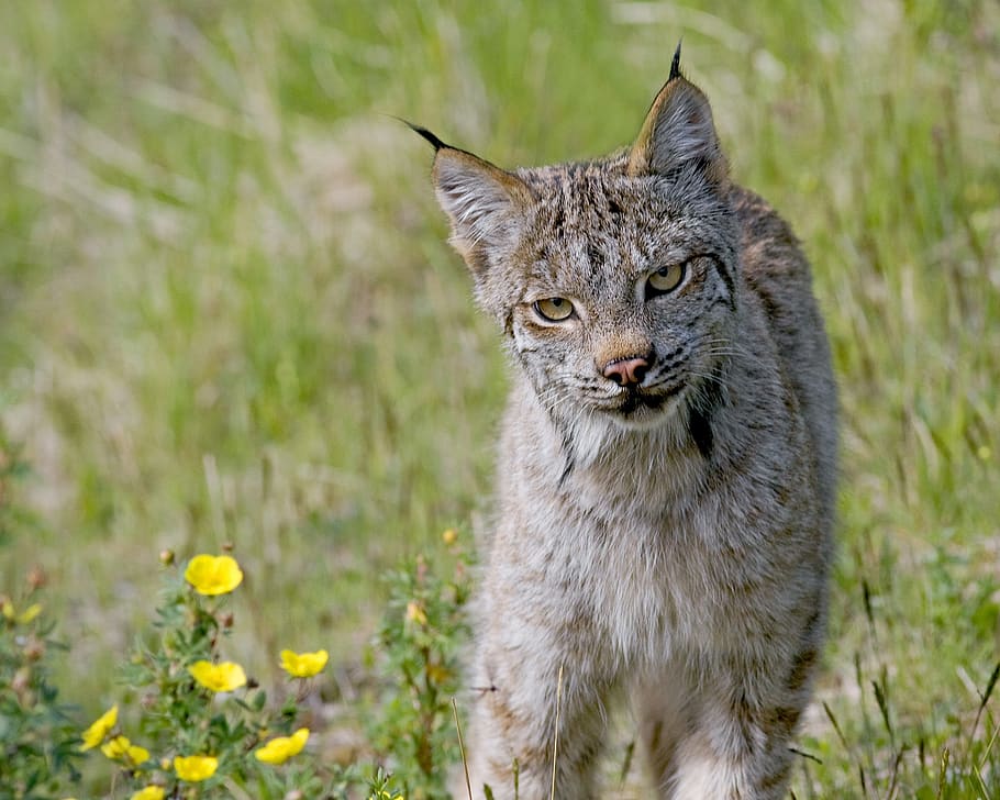 lynx, cat, predator, wild, hunter, feline, outdoors, animal, bobcat, wildcat