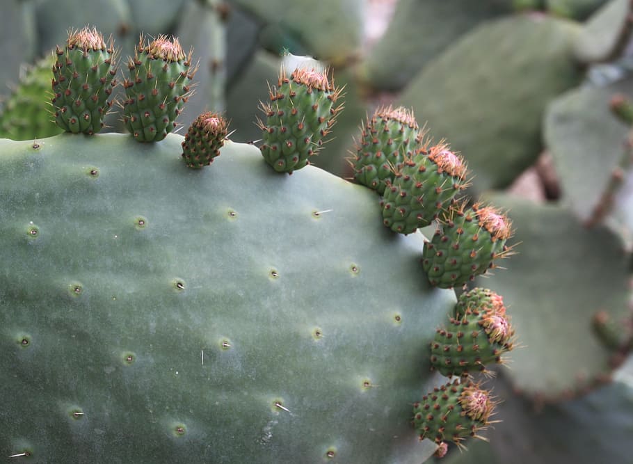 prickly, thorn, thorny, nature, plant, desert, cactus, succulent plant, green color, beauty in nature