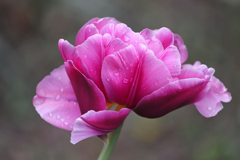 tulip, pink, tulpenbluete, petals, tulipa, flower, mother's day, schnittblume, spring flower, garden