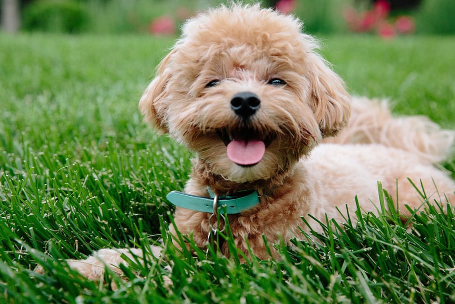 puppy, dog, pet, animal, cute, doggy, poodle, pup, brown, canine