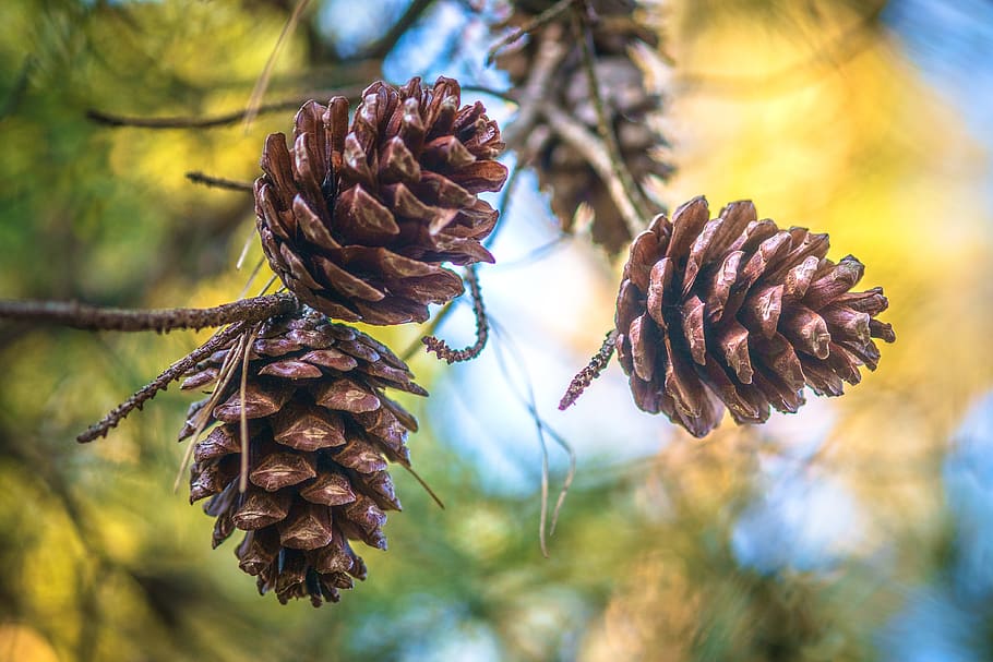 pine nuts, nature, forest, landscape, pine cone, close-up, plant, beauty in nature, growth, freshness