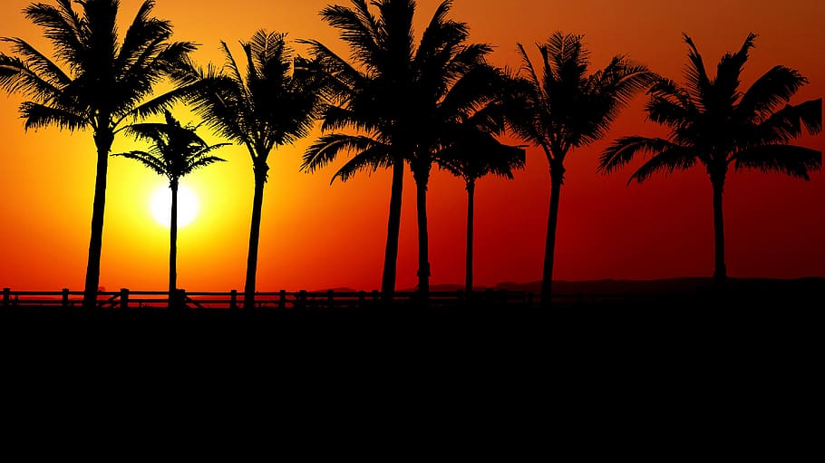 sunset, palm trees, promenade, sky, holiday, romantic, landscape, tropical, twilight, exotic