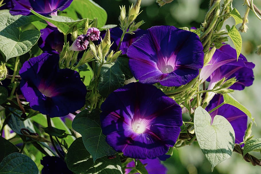 superb thread, violet, climber plant, morning glory, bright, funnel thread, wind greenhouse, winds, purple, petals