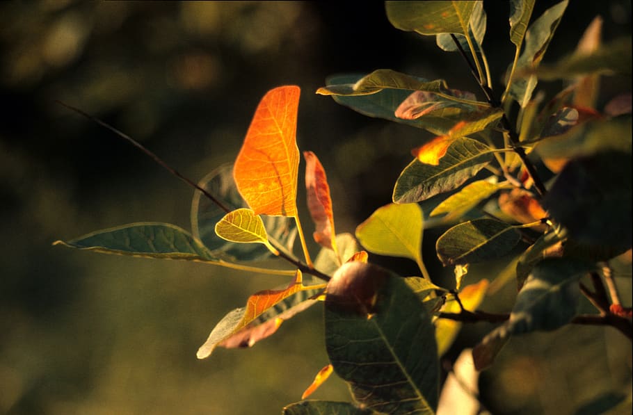 otoño, follaje, luz, transparencia, parte de la planta, hoja, planta, crecimiento, naturaleza, primer plano