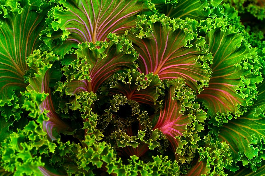 selada warna-warni, warna, hijau, sehat, selada, merah, salad, sayur, sayuran, tanaman