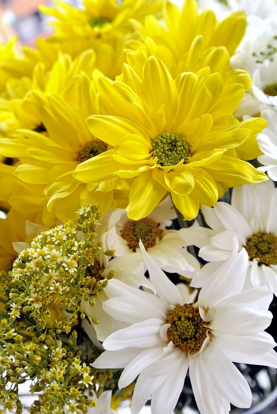 flowers, margaritas, yellow, white, bloom, nature, blossom, flowering plant, flower, fragility