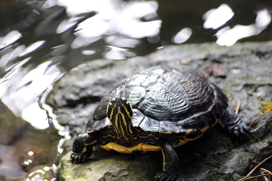 turtle, red, ear, slider, nature, shell, water, wildlife, reptile, animal