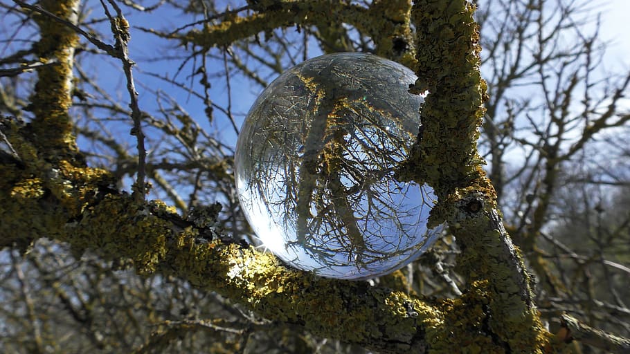 bola de cristal, bola, foto de la bola, vidrio, imagen del globo, reflejo, ronda, espejo, transparente, árbol