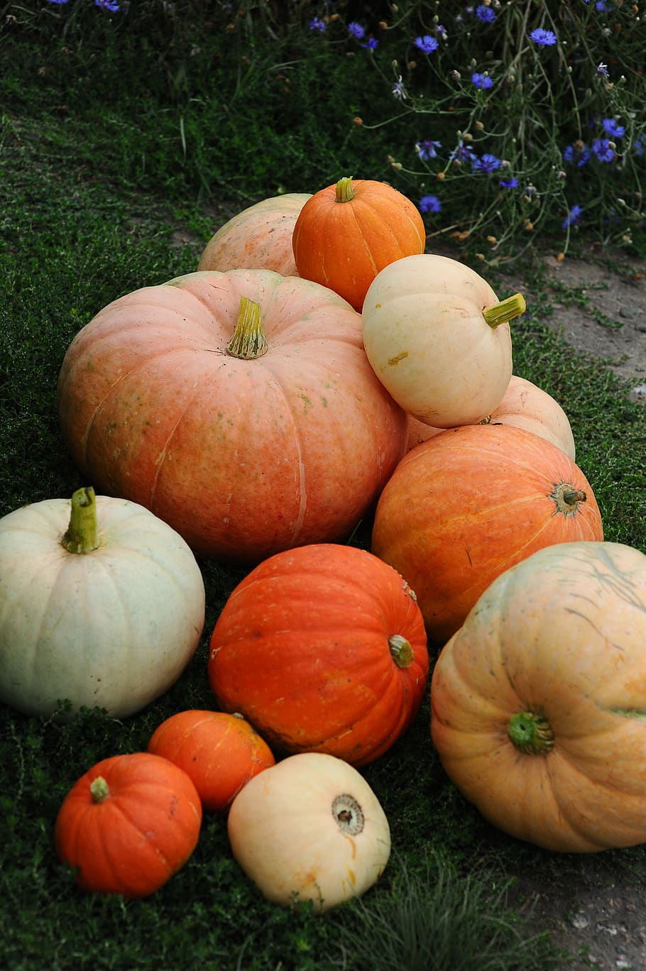 abóbora, outono, colheita, decorativos, no outono de, jardim, comida e bebida, comida, ninguém, alimentação saudável