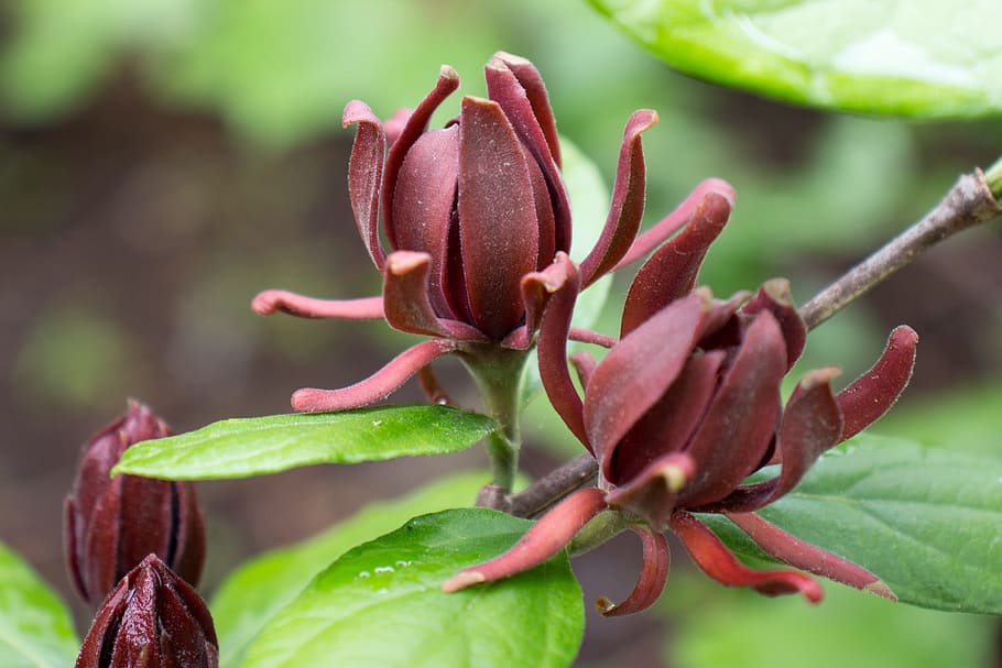 calycanthus floridus, comumente chamado, carolina pimenta da Jamaica, incomum, arredondado, arbusto decíduo, cresce de 6 a 9 anos de altura, planta, produz flores perfumadas, marrons e bordô