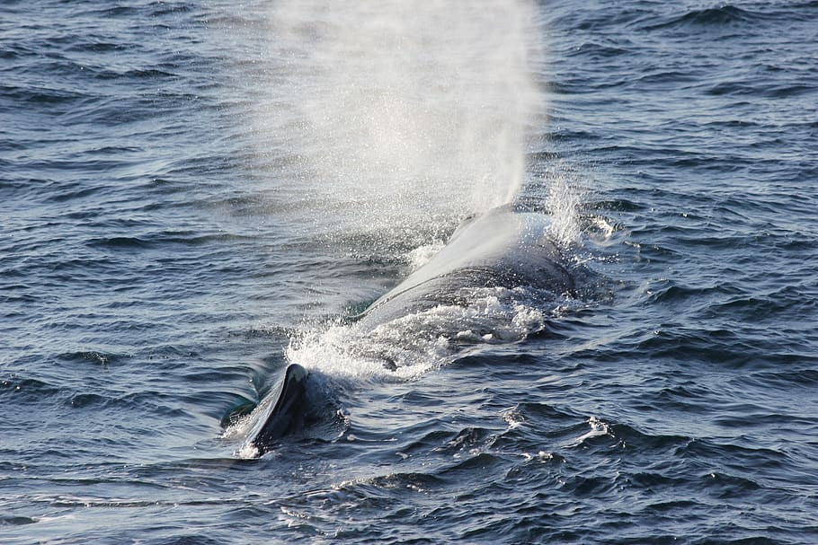 andenes, norway, arctic circle, sperm whale, sperm whale emits air, sea, water, animal, aquatic mammal, animal themes