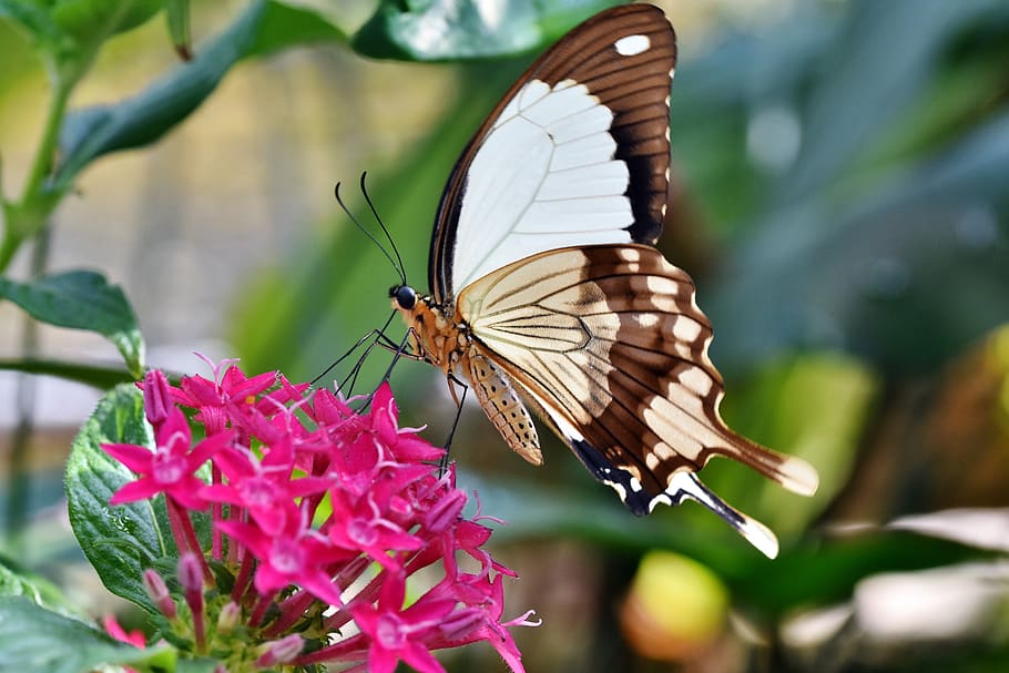 butterfly, tropical butterfly, exotic, insect, wing, large butterfly, tropical butterflies, nature, botanical garden, flower