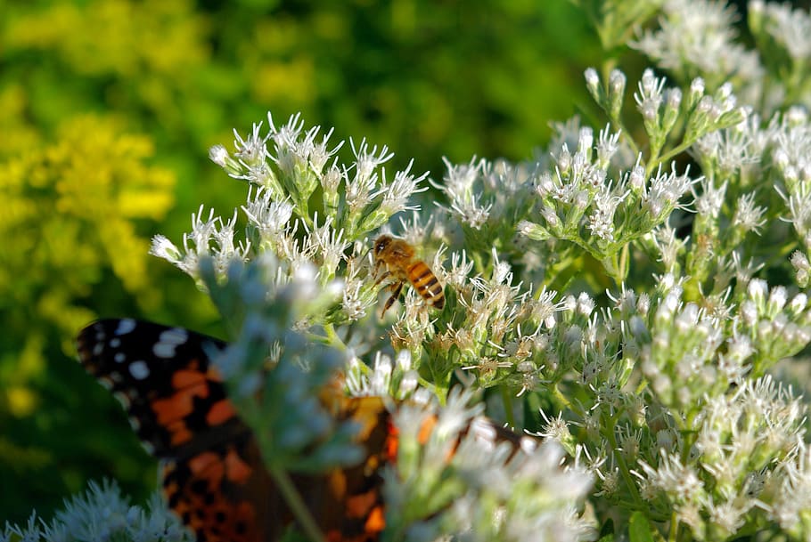 abeja y mariposa en flores, abeja, mariposa, flor, animal, insecto, flora, natural, verano, al aire libre