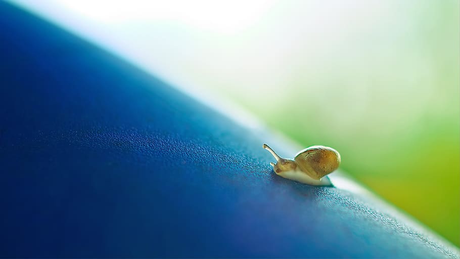 small, snail, crawl, slow, shell, isect, animal, blue, slide, wet