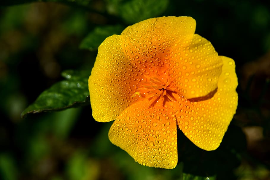 eschscholzia californica, gold poppy, california kappenmohn, sleepy, blossom, bloom, yellow, flower, nature, dew