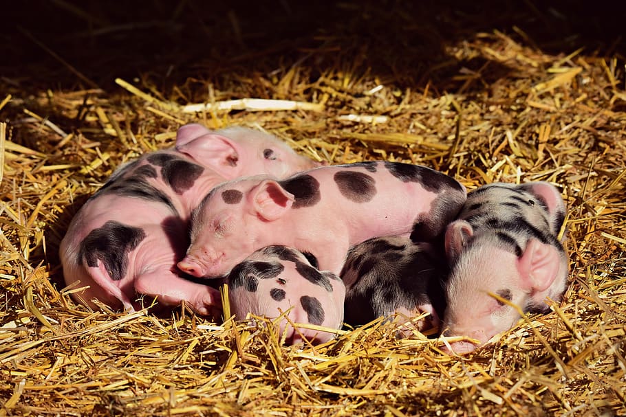 piglet, pig, young, new born, animal, mammal, sleeping, huddle, litter, nest