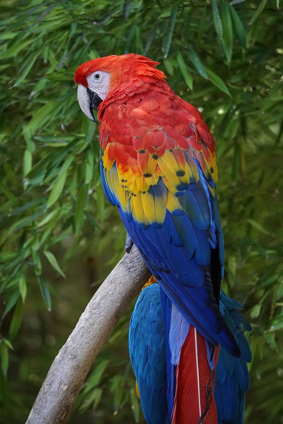 parrots, parakeets, birds, parrot, animals, perico, plumage, pen, ave, zoo