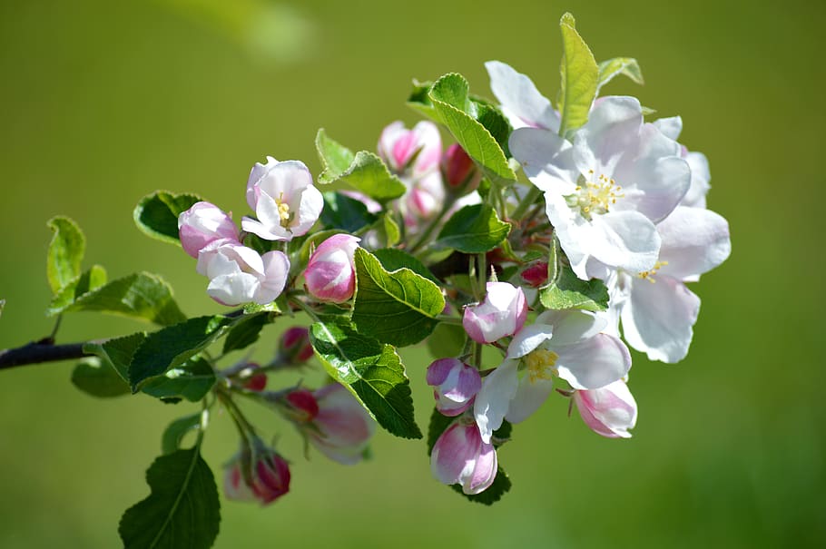 apple blossom, spring, flowers, branch with flowers, leaves, flowering plant, flower, plant, beauty in nature, growth