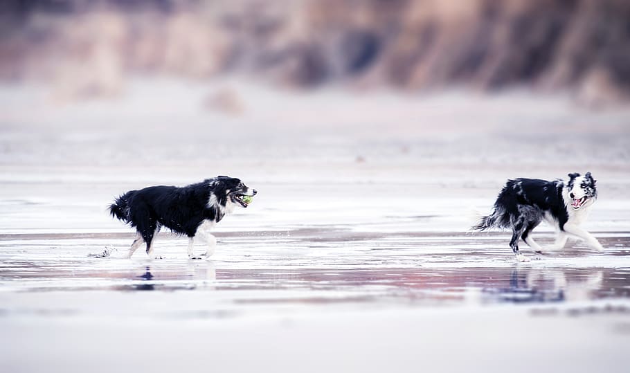 hitam dan putih, anjing, pantai, berlari, bermain, hewan, hewan peliharaan, collie, bola, laut