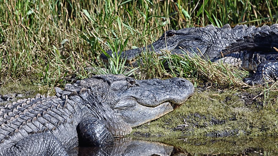 alligators, usa, florida, alligator, reptile, nature, everglades, water, dangerous, swamp