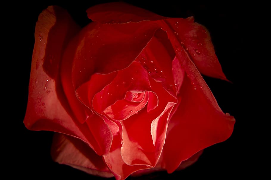 rosa, flower, nature, romance, bloom, light, beauty, color, close, romantic