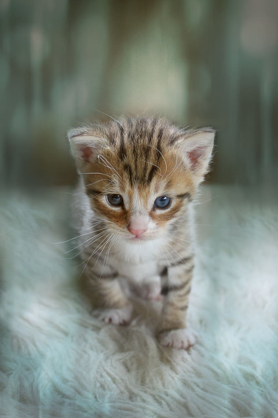 kitten, animal, cute, cat baby, baby cat, small cats, cat, photo manipulation, cat portrait, pets
