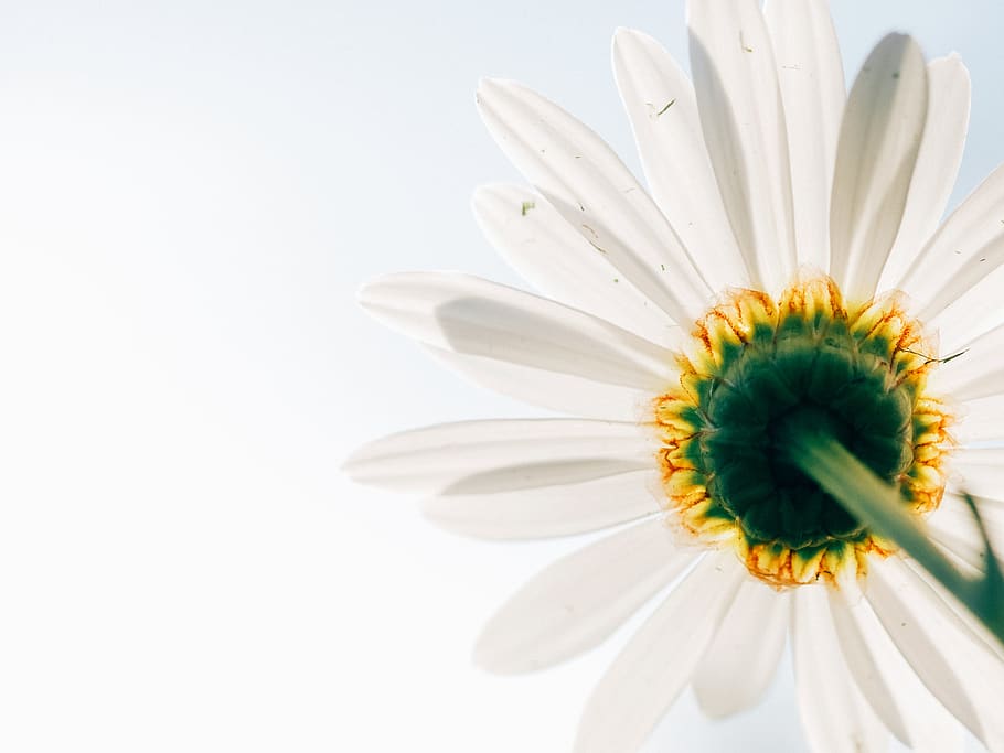 daisy, flower, plant, perspective, from below, white, yellow, petals, nature, spring