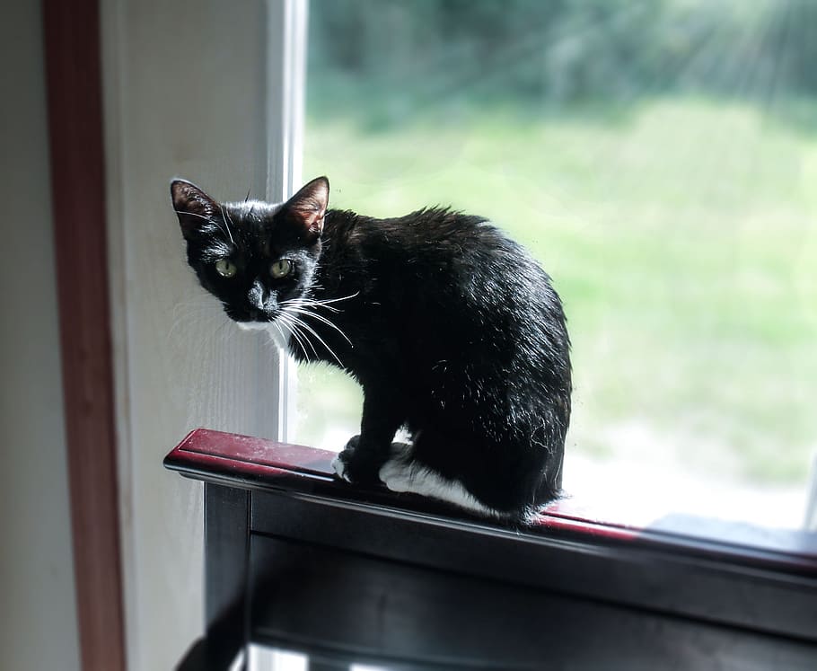 negro, gato, sentado, siguiente, ventana gedsc, digital, cámara, gato negro, ventana, mascota