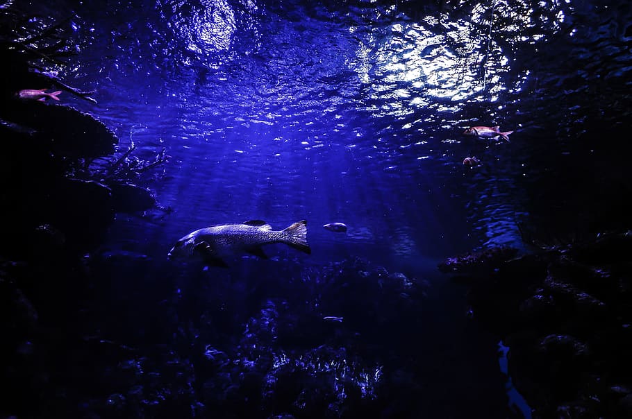 ikan, air, laut, acquarium, bawah air, satwa liar hewan, binatang di alam liar, bawah laut, tema hewan, kehidupan laut