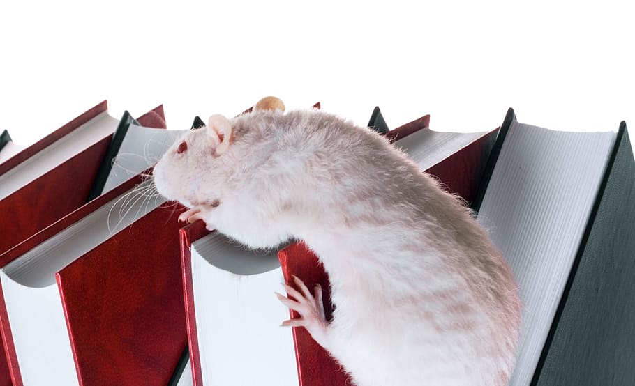 rata, libros, blanco, rojo, animal, roedor, temas de animales, mamífero, mascotas, nacional