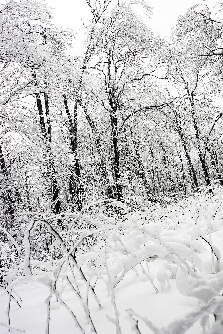 inverno, neve, gelo, congelado, frio, árvores, natureza, floresta, bosques, preto e branco