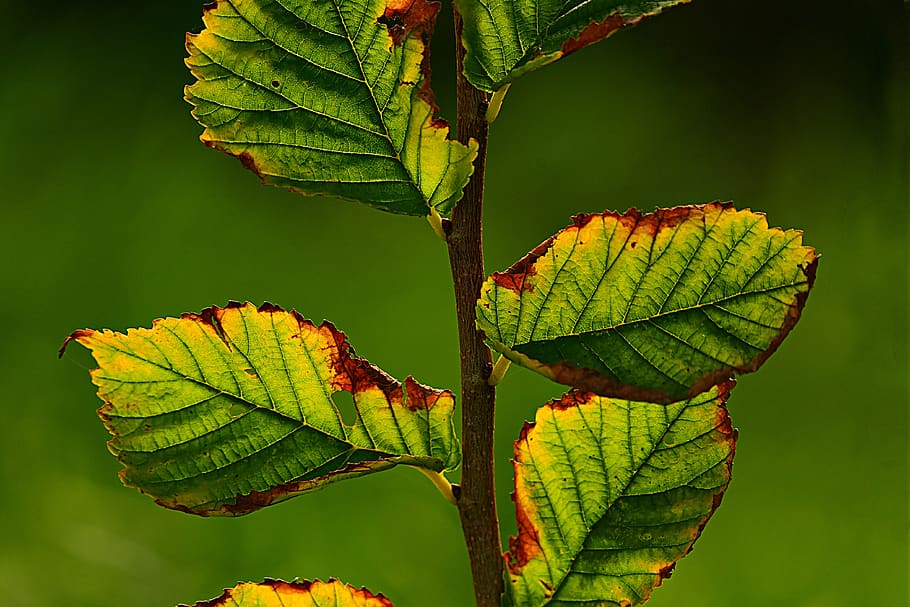 leaf, foliage, twig, vein, pattern, structure, bright, back light, plant part, green color
