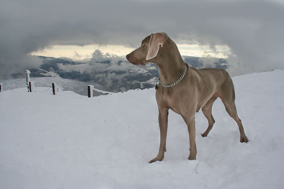cachorro, neve, ponteiro, cachorro cinza, montanha, weimaraner, animais domésticos, temperatura fria, canino, doméstico