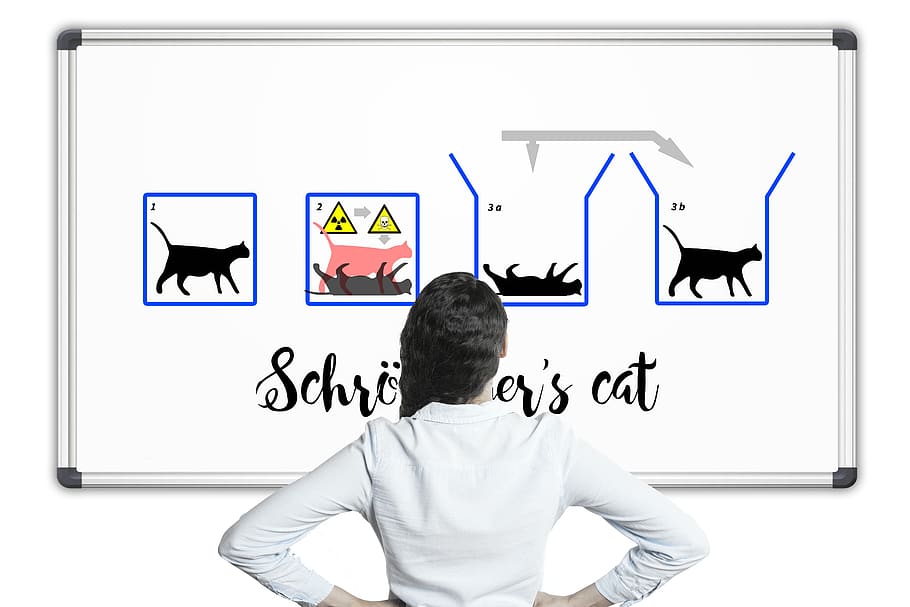 physics, schrödinger's cat, schrödinger, quantum mechanics, paradox, cat, experiment, whiteboard, board, woman