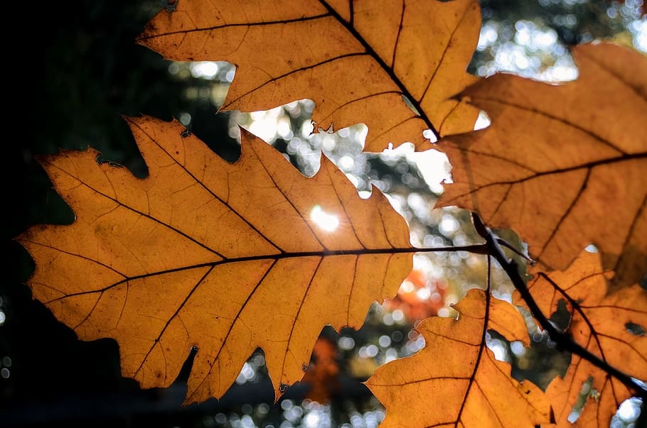 leaf, autumn, sunlight, plant part, tree, nature, change, close-up, focus on foreground, plant