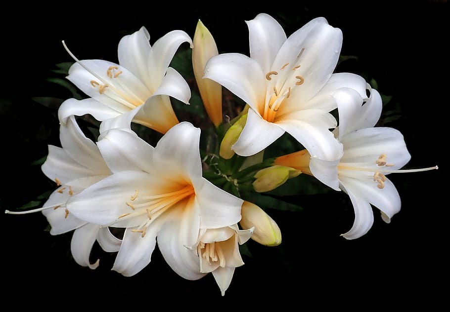 lilies, easter lilies, white flowers, garden, nature, flower, flowering plant, petal, vulnerability, fragility