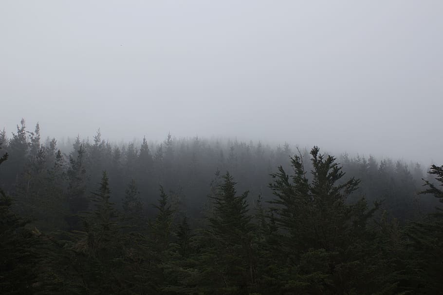 forest, jungle, wild, tree, fog, wood, woods, winter, cold, thick