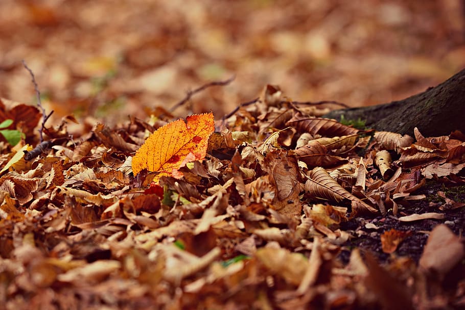 autumn leaf, fall leaves, fallen, season, dry, carpet of leaves, forest, autumn, plant part, leaf