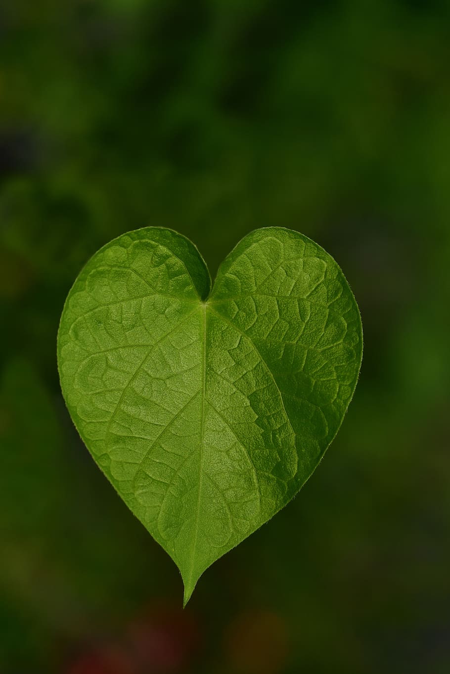 leaf, sweetheart, heart, nature, love, heart shape, symbol, romantic, fantasy, creeper
