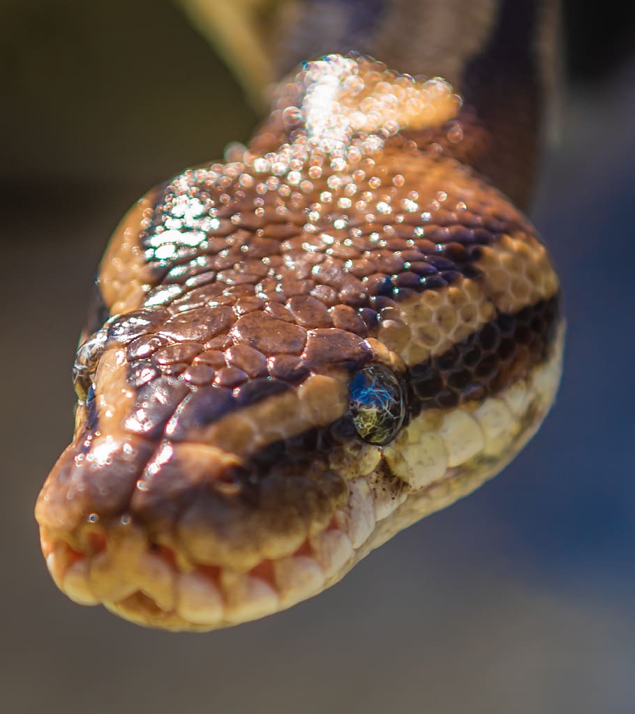 snake, natter, head, close-up, light reflection, africa, reptile, close up, scale, lurking