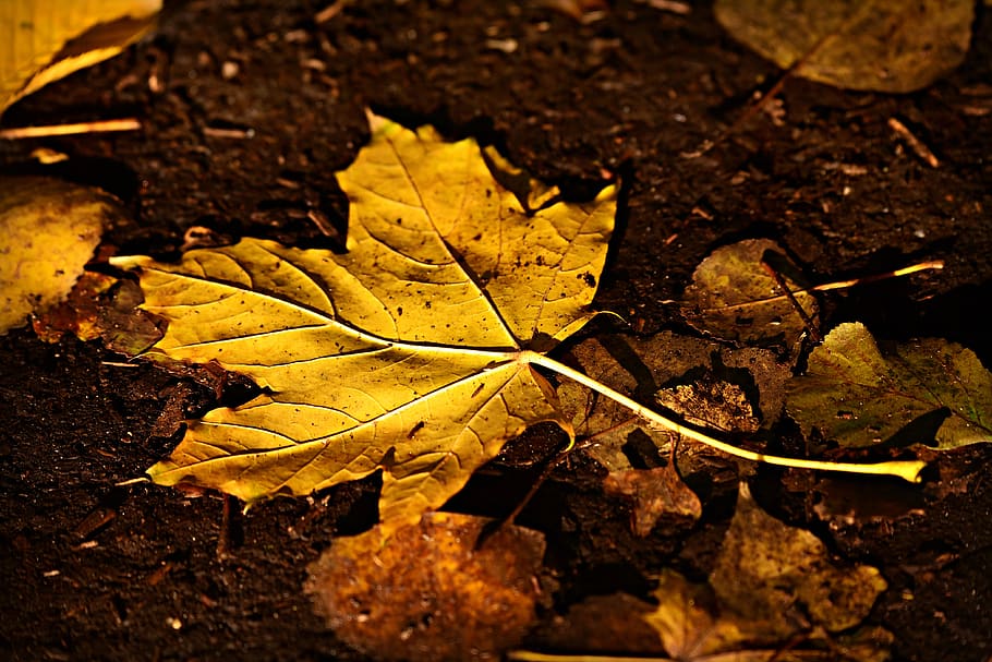 Коричневые листья. Листья в полете. Коричневый осенний лист фото. Fallen leaves texture.