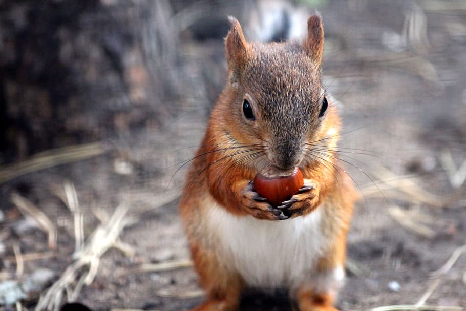 squirrel, young, rodent, walnut, filbert, redhead, one, funny, closeup,  animal | Pxfuel