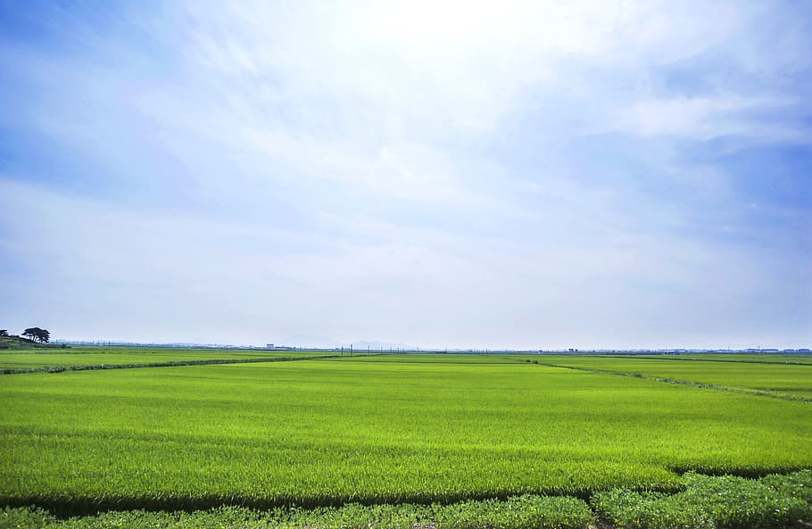 boreas, rice paddies, landscape, sky, environment, land, cloud - sky, field, scenics - nature, green color