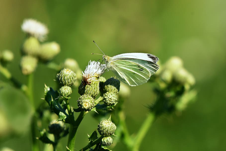 cabbage white, butterfly, insect, animal, wings, antennae, pollination, feeding, thistle, plant